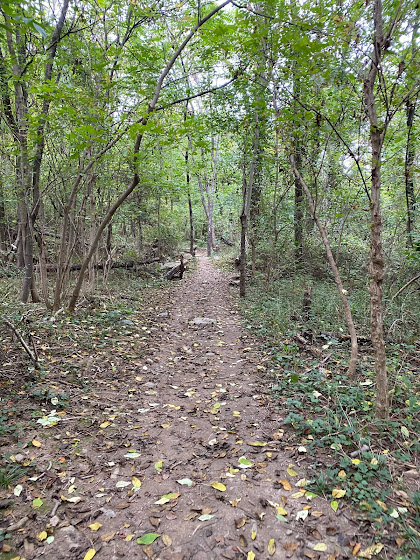 Appalachian Trail woods and trees