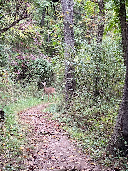 Appalachian Trail deer in woods and trees