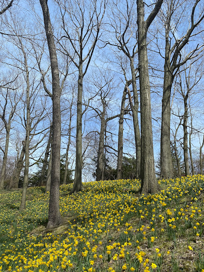 Daffodil Hill - Lake View Cemetery - Cleveland, Ohio