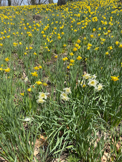 Daffodil Hill - Lake View Cemetery - Cleveland, Ohio