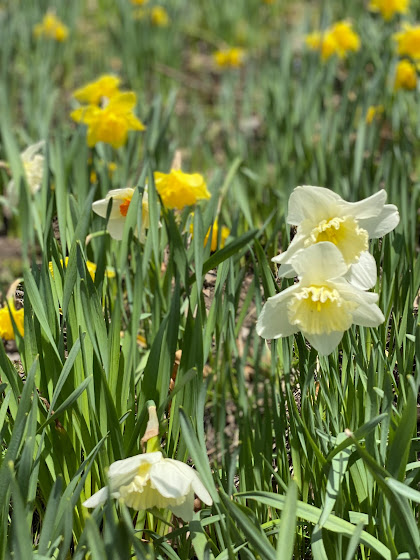 Daffodil Hill - Lake View Cemetery - Cleveland, Ohio