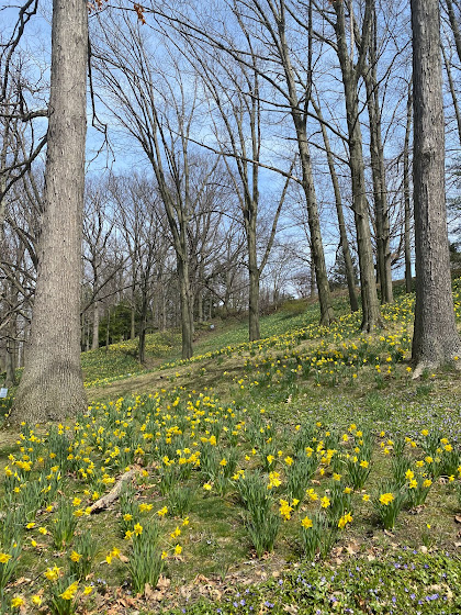 Daffodil Hill - Lake View Cemetery - Cleveland, Ohio