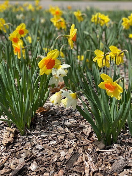 Daffodil Hill - Lake View Cemetery - Cleveland, Ohio