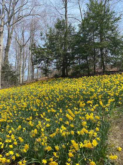 Daffodil Hill - Lake View Cemetery - Cleveland, Ohio