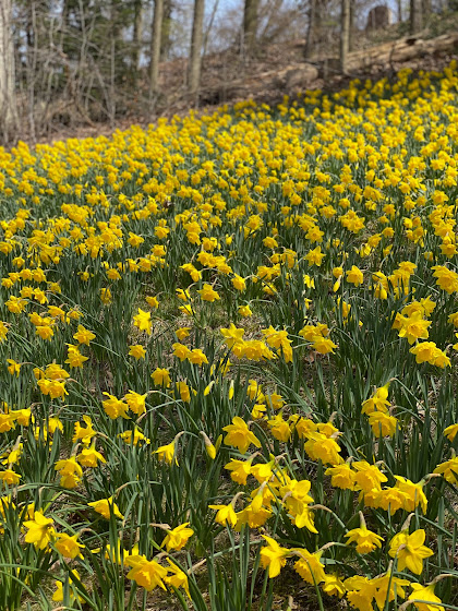 Daffodil Hill - Lake View Cemetery - Cleveland, Ohio