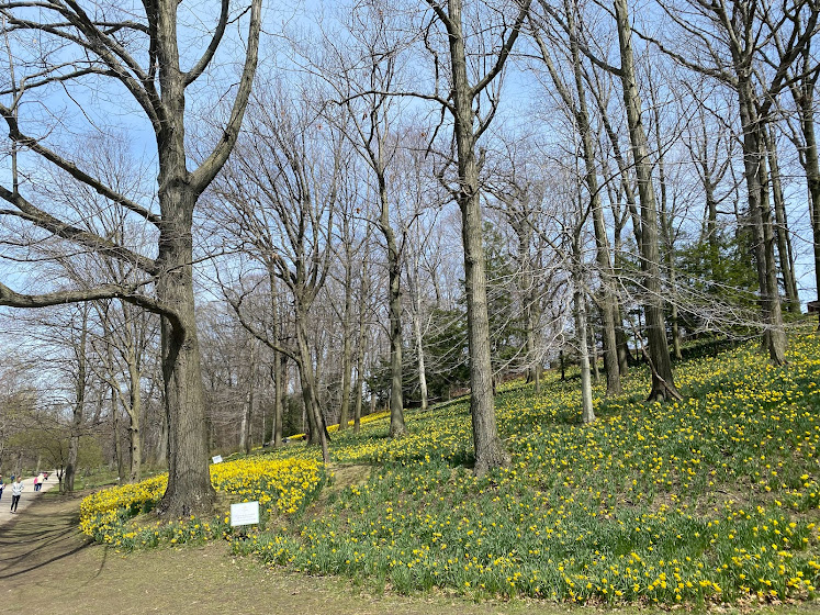 Daffodil Hill - Lake View Cemetery - Cleveland, Ohio