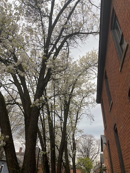 White flowering trees