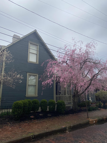 Pink blooming tree and house