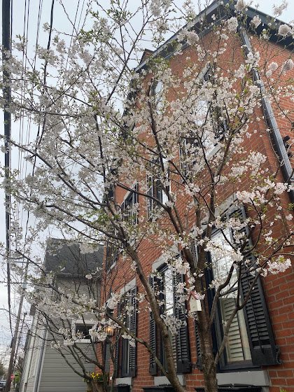 Tree blooming with white flowers