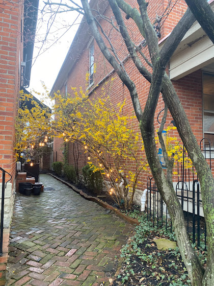 German Village brick house and forsythia blooming