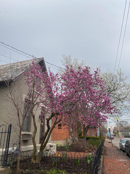 Tree blooming pink and houses