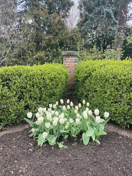 Spring tulips