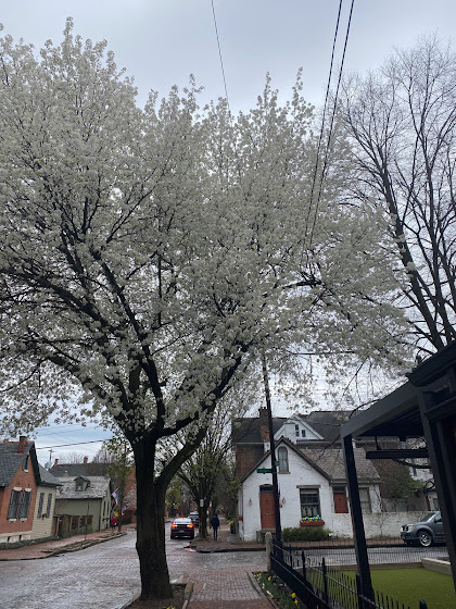 Tree blooming with white flowers